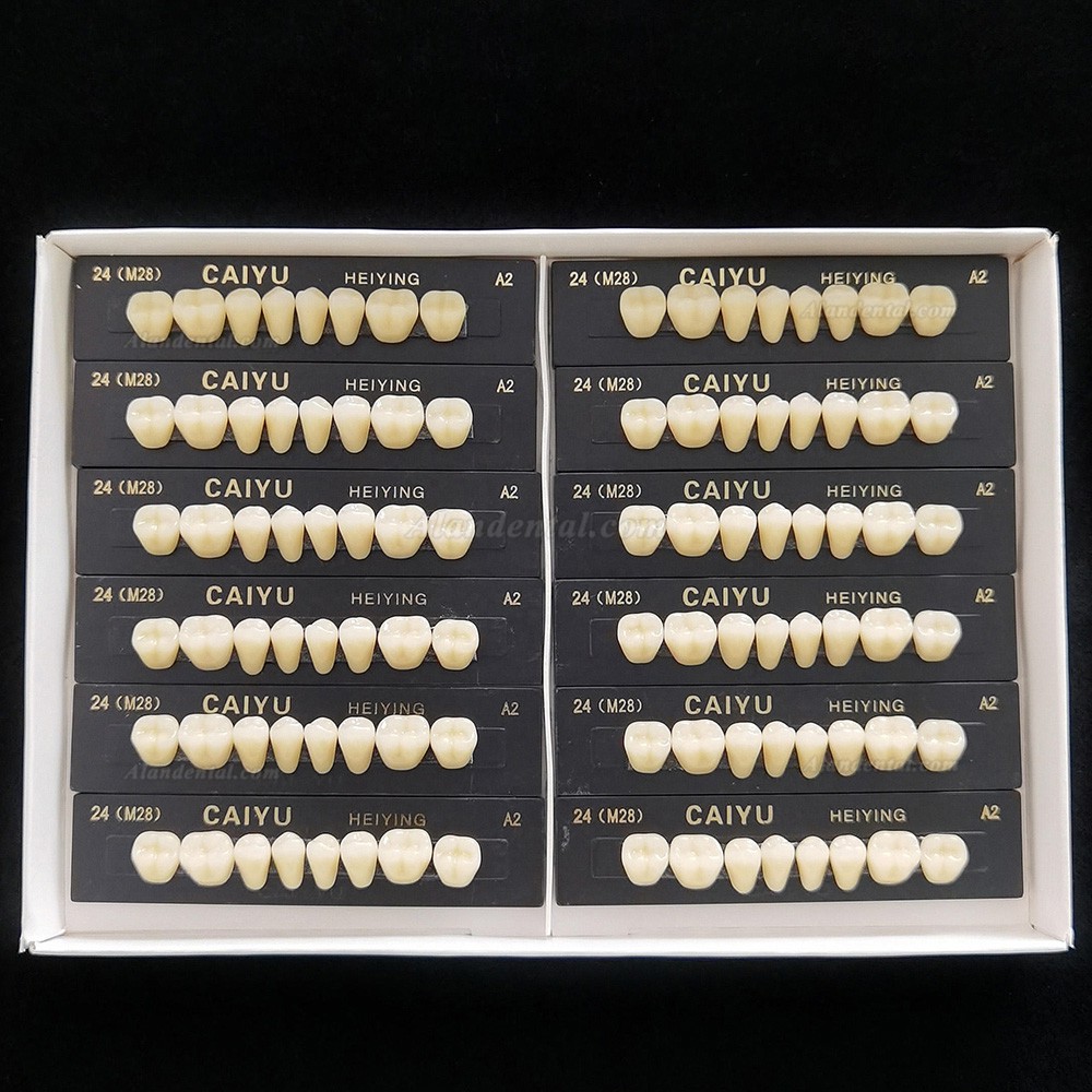 Caiyu Heiying Acrylic Synthetic Polymer Resin Denture (Upper/Lower Back Teeth)